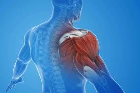 Muscle Pain